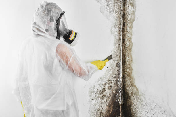 Best Local Mold Removal Service  in Brownsville, TN