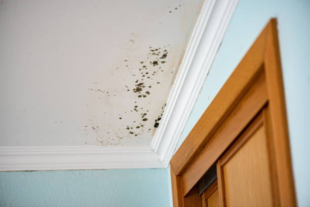 Home Mold Removal in Brownsville, TN