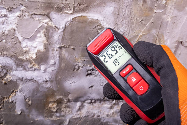 Best Fast Mold Removal  in Brownsville, TN