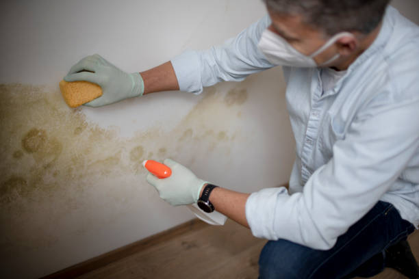 Mold Removal and Inspection in Brownsville, TN