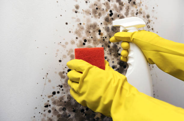 Mold Testing and Removal in Brownsville, TN